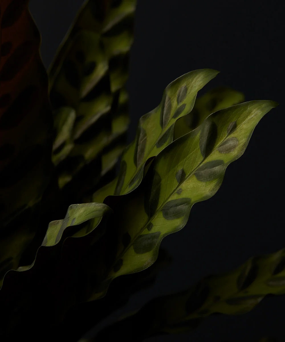 Dark green plant leaves